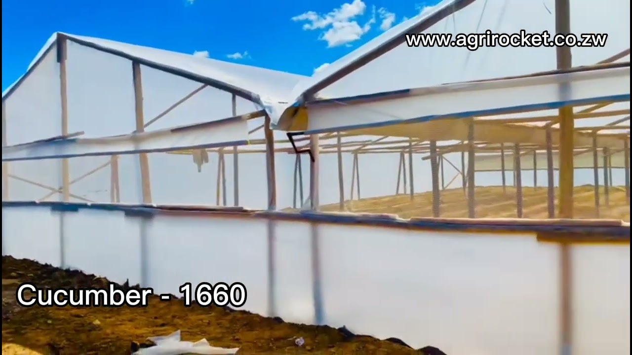 This could be you with a 500sqm wooden greenhouse 😁