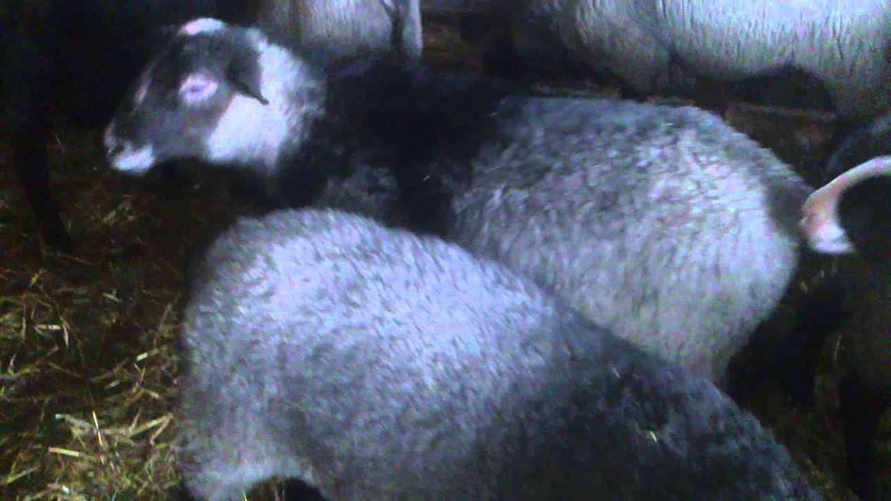 Romanovske ovce - Романовская порода овец - Romanov sheep rams