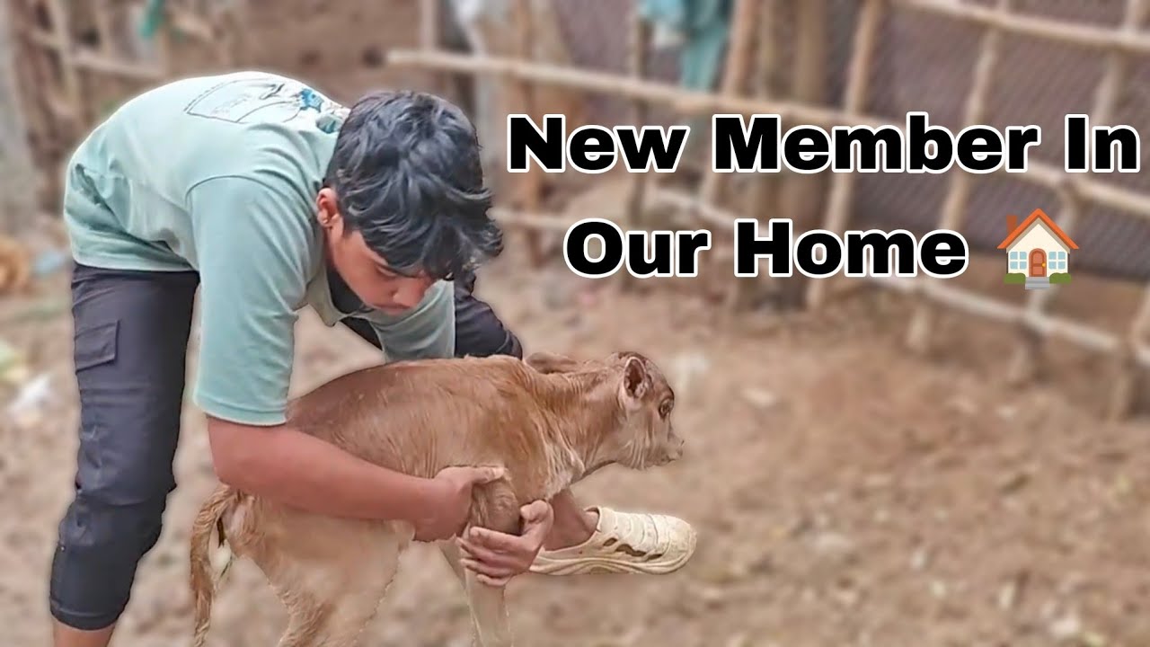 A New Member Has Arrived In Our House🏠 ? हमारे घर में एक नया सदस्य आया है ?