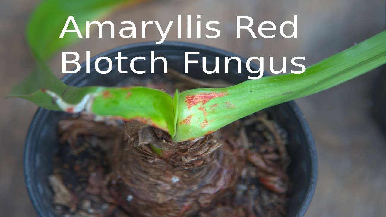 Amaryllis Red Blotch Fungus