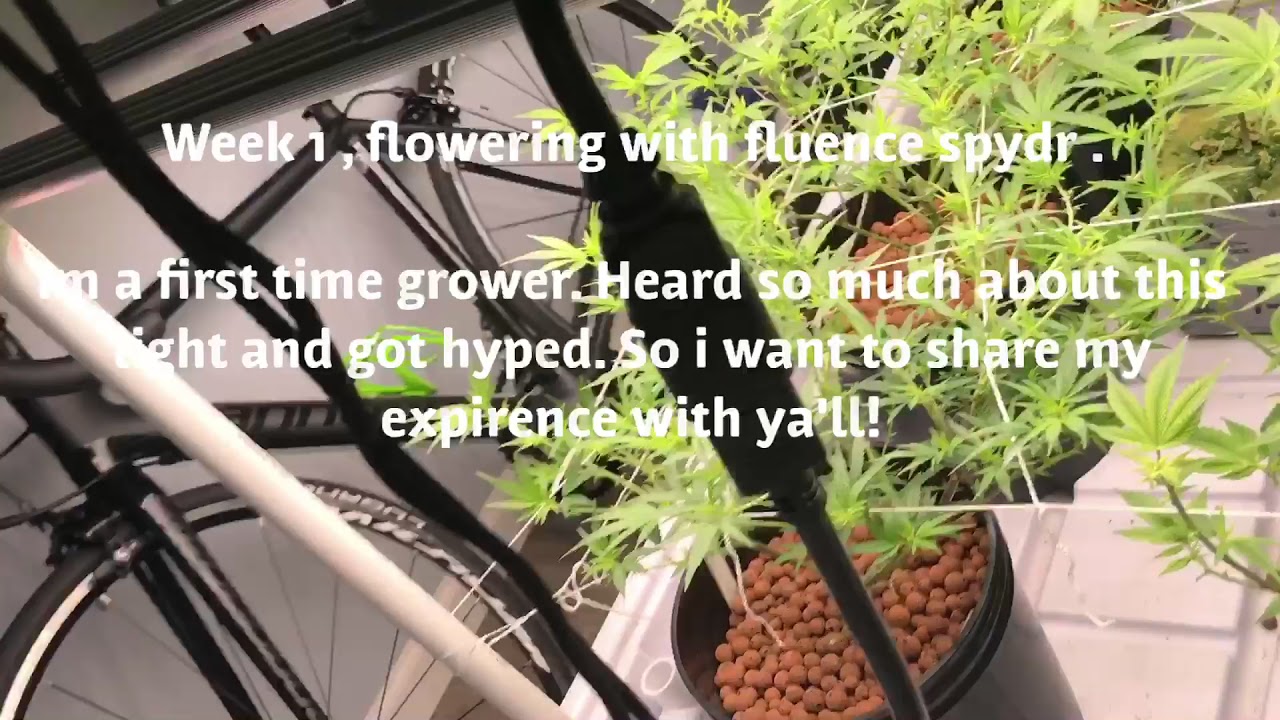 Week 1 flower with fluence spydr . First time growing.