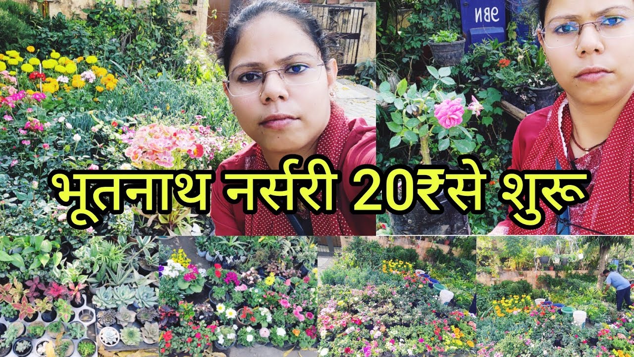 भूतनाथ नर्सरी /Block-B Nursery 🥀/Indranagar Nursery #nursery #lucknow #lucknownursery