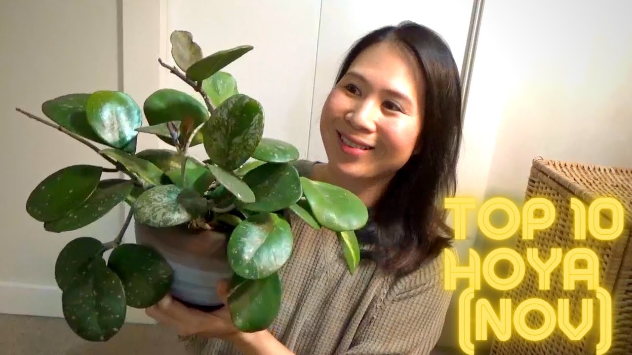 My Top 10 Favorite Hoya of November
