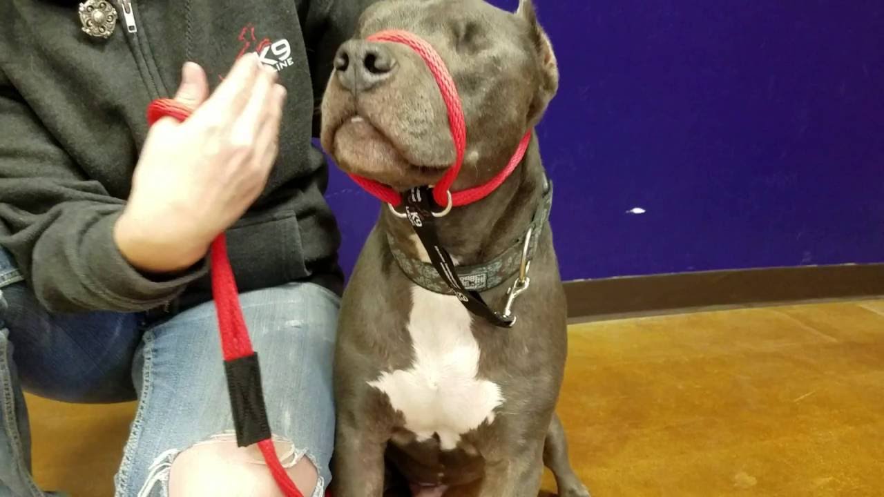 How to use The K9 Lifeline Transitional Leash