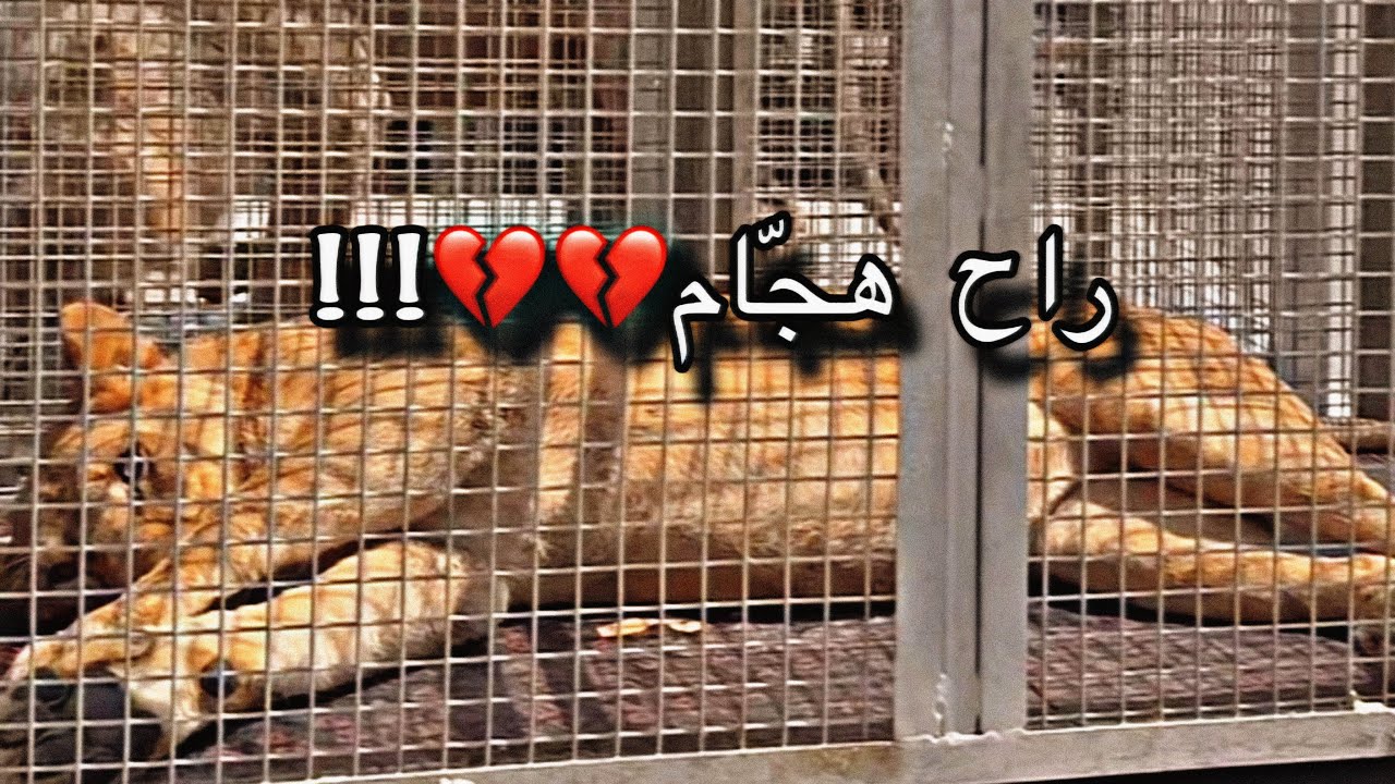 وين راح هجّام؟💔 جاوبت على اسئلة جريئة !