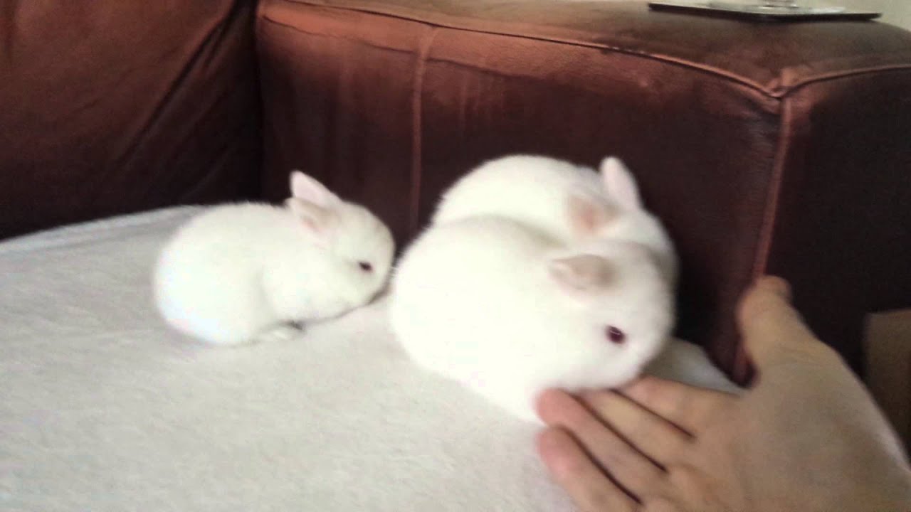 Baby Bunny Rabbits Red Eyed White Lop Eared bunnie