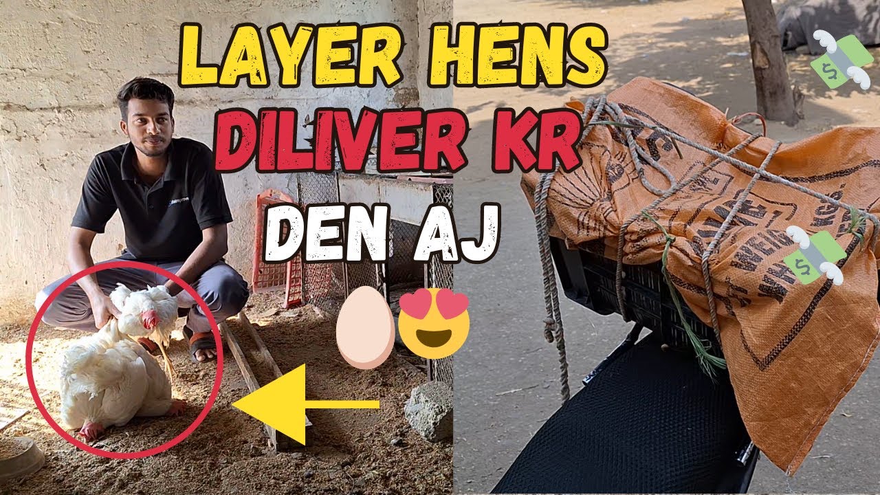 Layer Hens Diliver Kr Den Aj  🥚❤️ 🐣 | Small Scale Golden Misri Farming at home Day 8 🏠