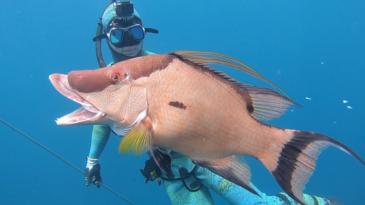 Spearfishing for Hogfish, Cubera, Dog and Mutton Snappers