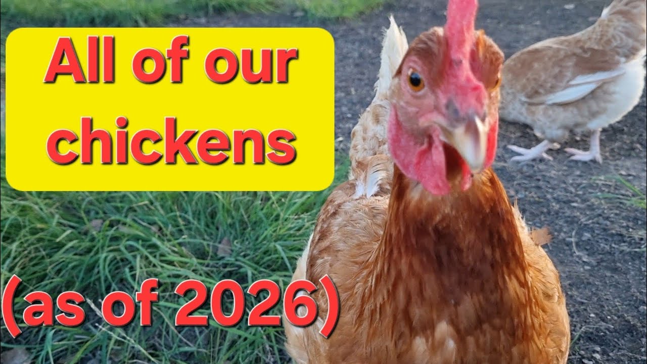 All of our chickens (as of March 2026)