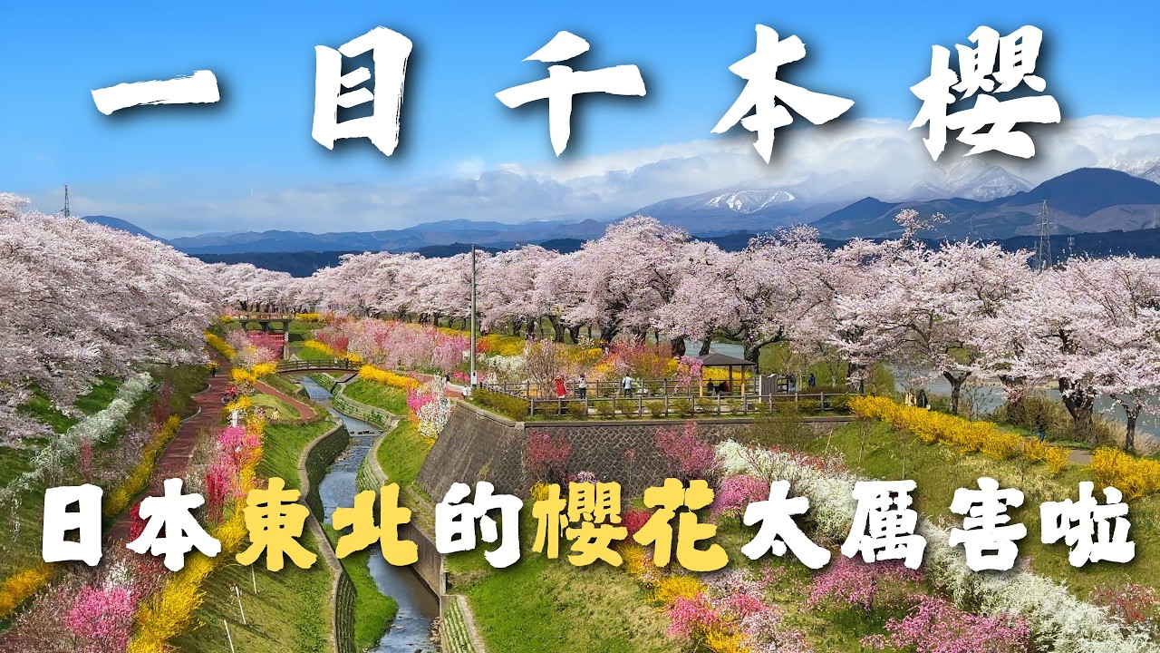 【日本東北賞櫻獨旅】深遊經典賞櫻景點：白石川堤 一目千本櫻，東北的櫻花真的太漂亮啦｜登上白石城天守閣，如同城主一般賞櫻｜超夢幻夜櫻點燈，大河原町櫻花祭｜日本東北賞櫻景點｜仙台賞櫻景點