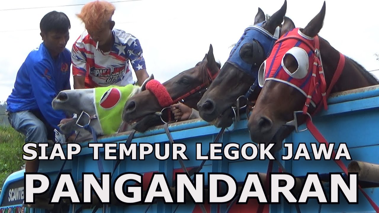 BERANGKAT TEMPUR LEGOK JAWA PANGANDARAN CEMPAKA JAYA STABLE