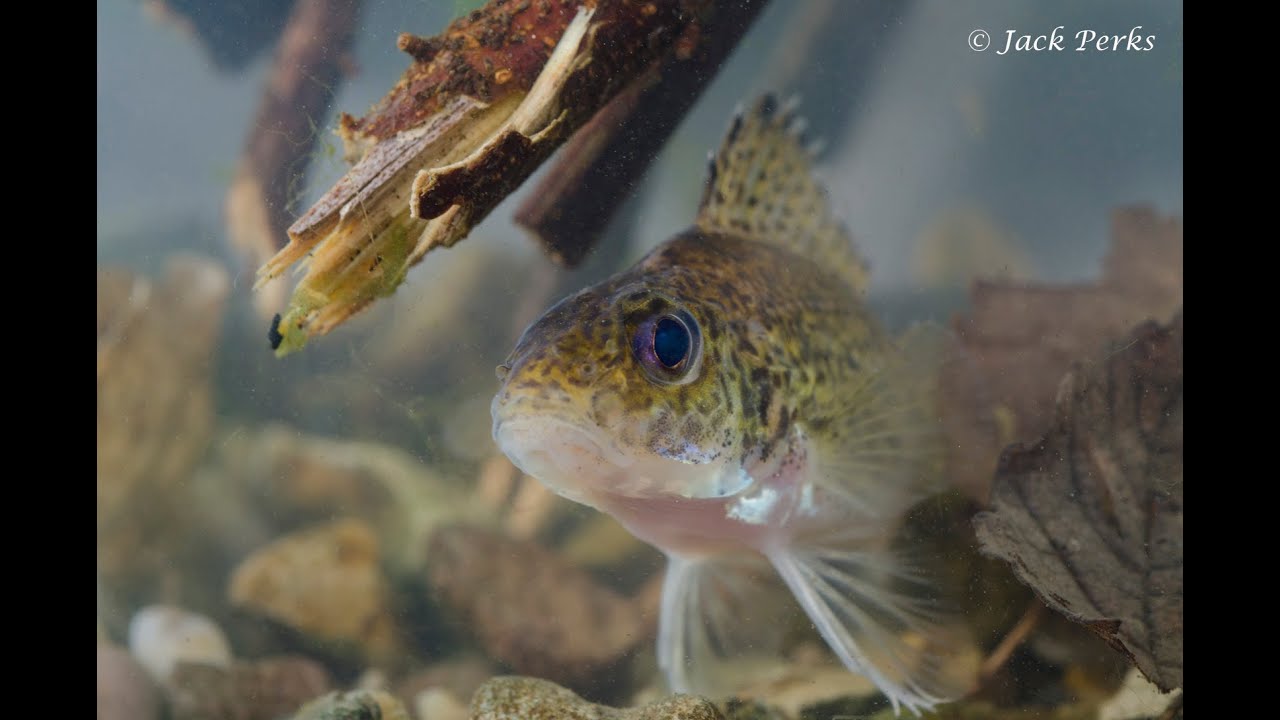 Ruffe (Gymnocephalus cernua) Underwater UK