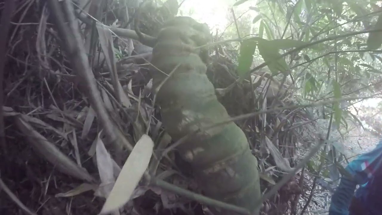 BILA NEMU BAMBU SEPERTI INI LANGSUNG AMBIL BAWA PULANG BAMBU KEBERUNTUNGAN.#441