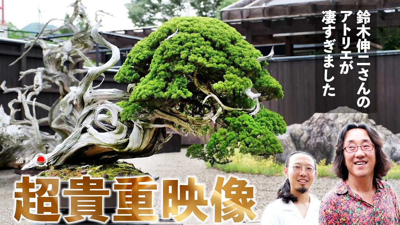 鈴木伸二さんのアトリエが過去最高に凄かったです【盆栽Q】