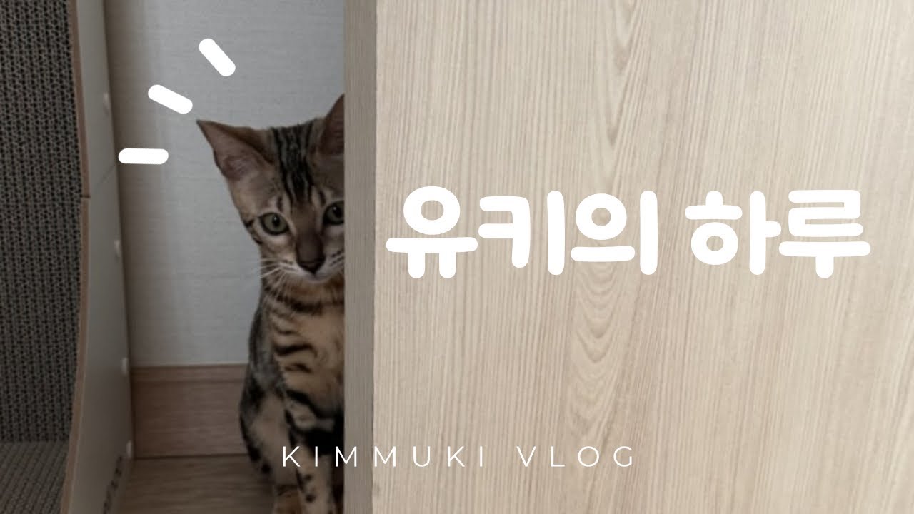 유키의 하루 | 5개월 뱅갈 고양이 일상 브이로그