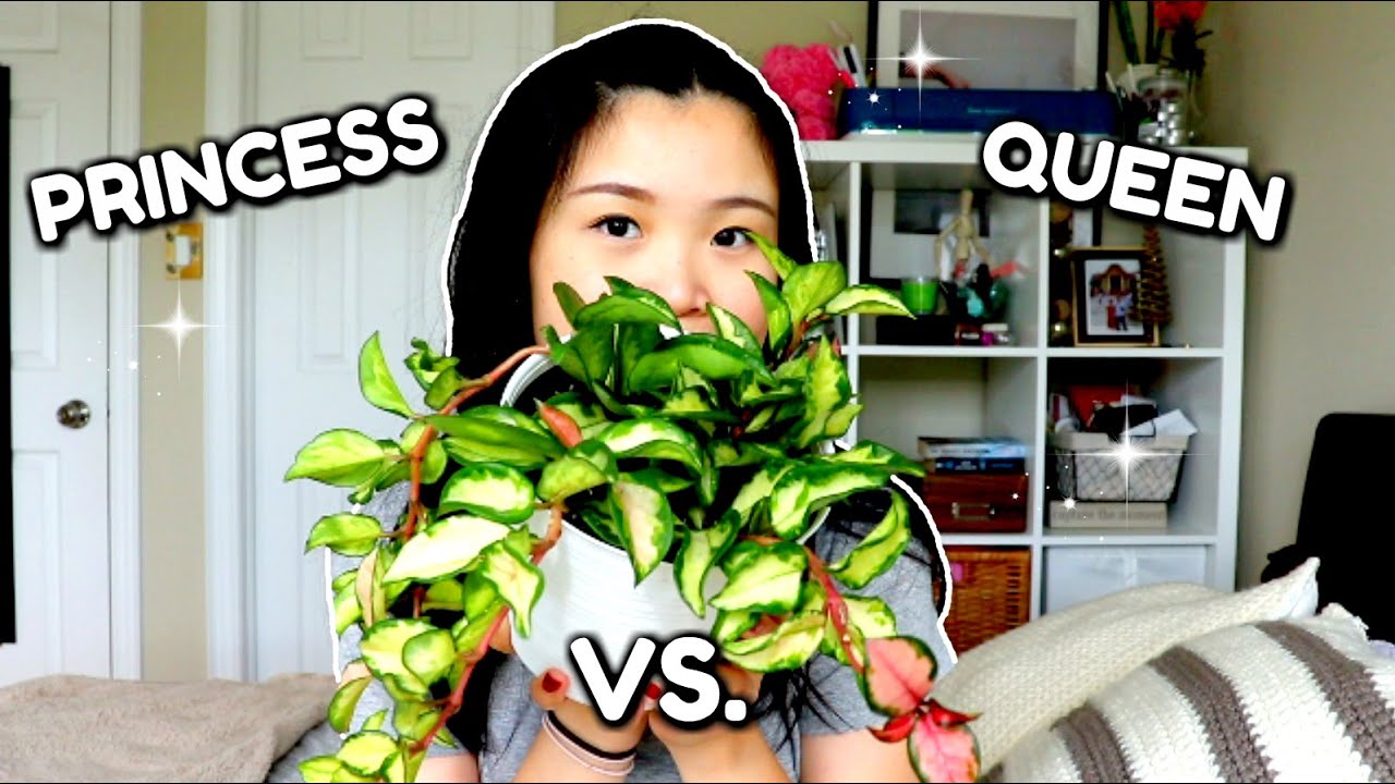 Hoya Carnosa Krimson Princess vs Queen | Plant Care Comparison
