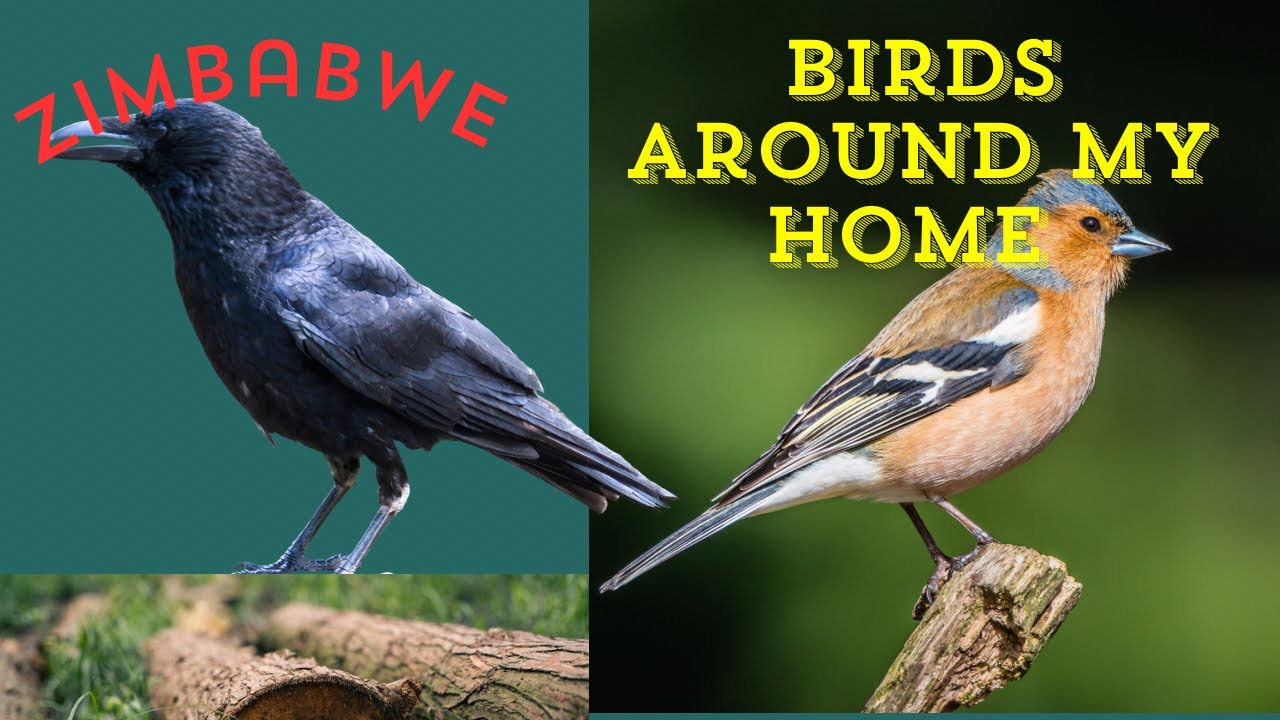 Birds of My Backyard | Zimbabwe Nature Sounds