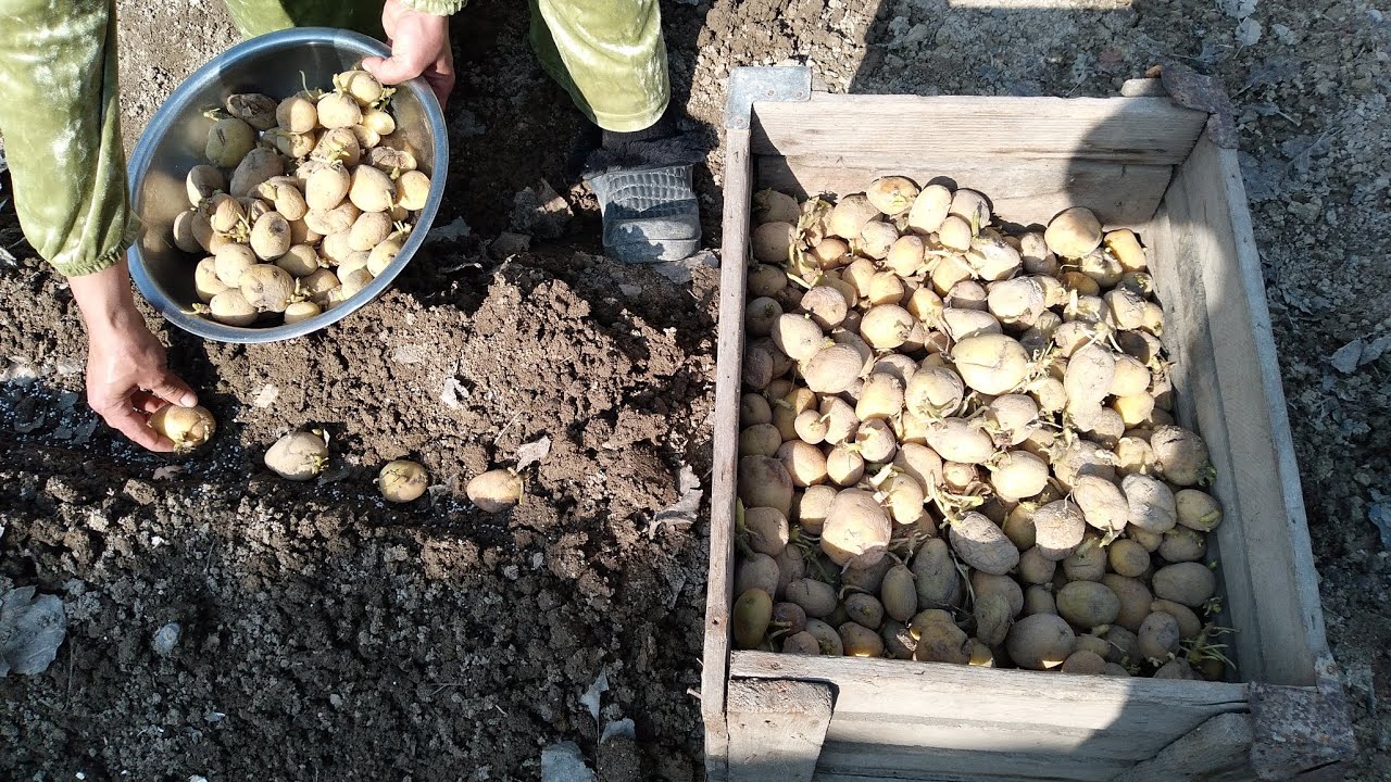 18  февраль  2026 йил  КАРТОШКА   ЭКАМИЗ🥔🥔🥔🥔🥔🥔