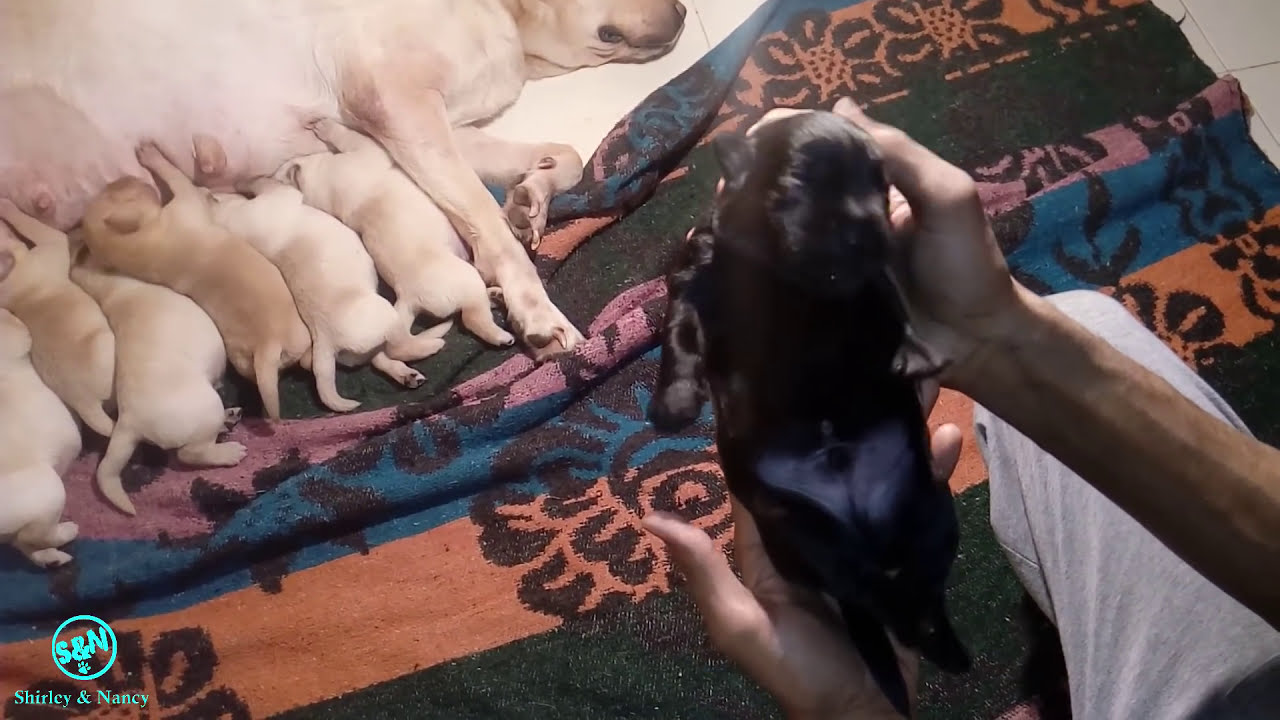 Labrador dog puppy growth video