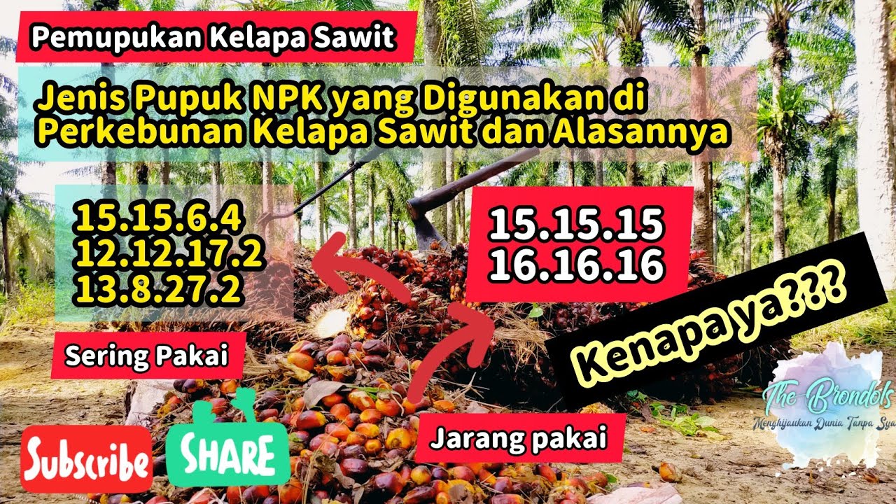 Jenis - Jenis NPK yang Digunakan Pada Kelapa Sawit Dan Alasannya
