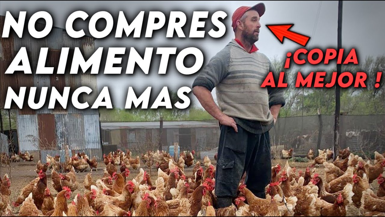 7 COMIDAS CASERAS PARA GALLINAS muy BARATAS | MÁS HUEVOS Y MENOS GASTO (FUNCIONA de Verdad)