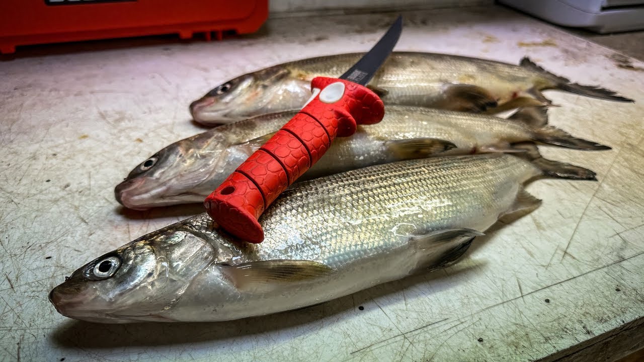 How to Fillet a Whitefish - COMMERCIAL QUALITY!