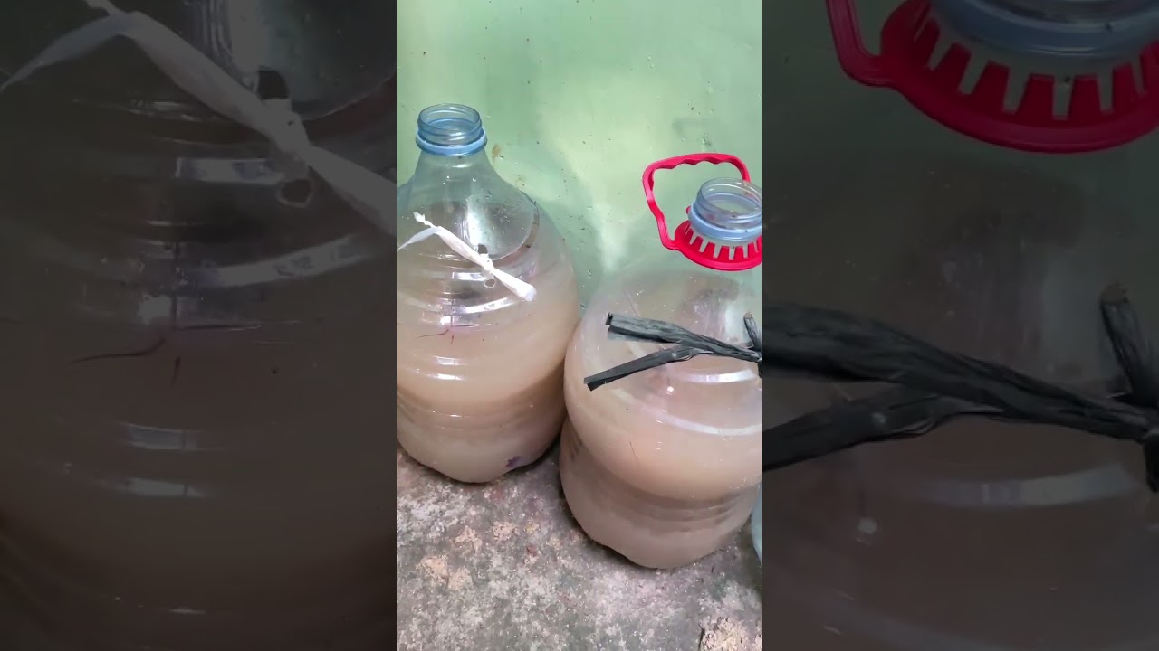 lele