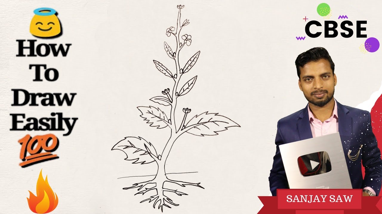 How To Draw Part Of a Flowering Plant Step by step for beginners !
