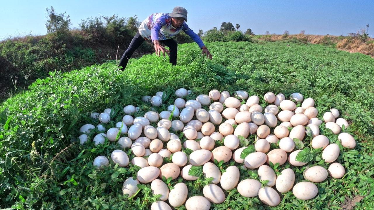 Skills Farmer - Pick a lot of duck eggs in grass in river by lucky hand