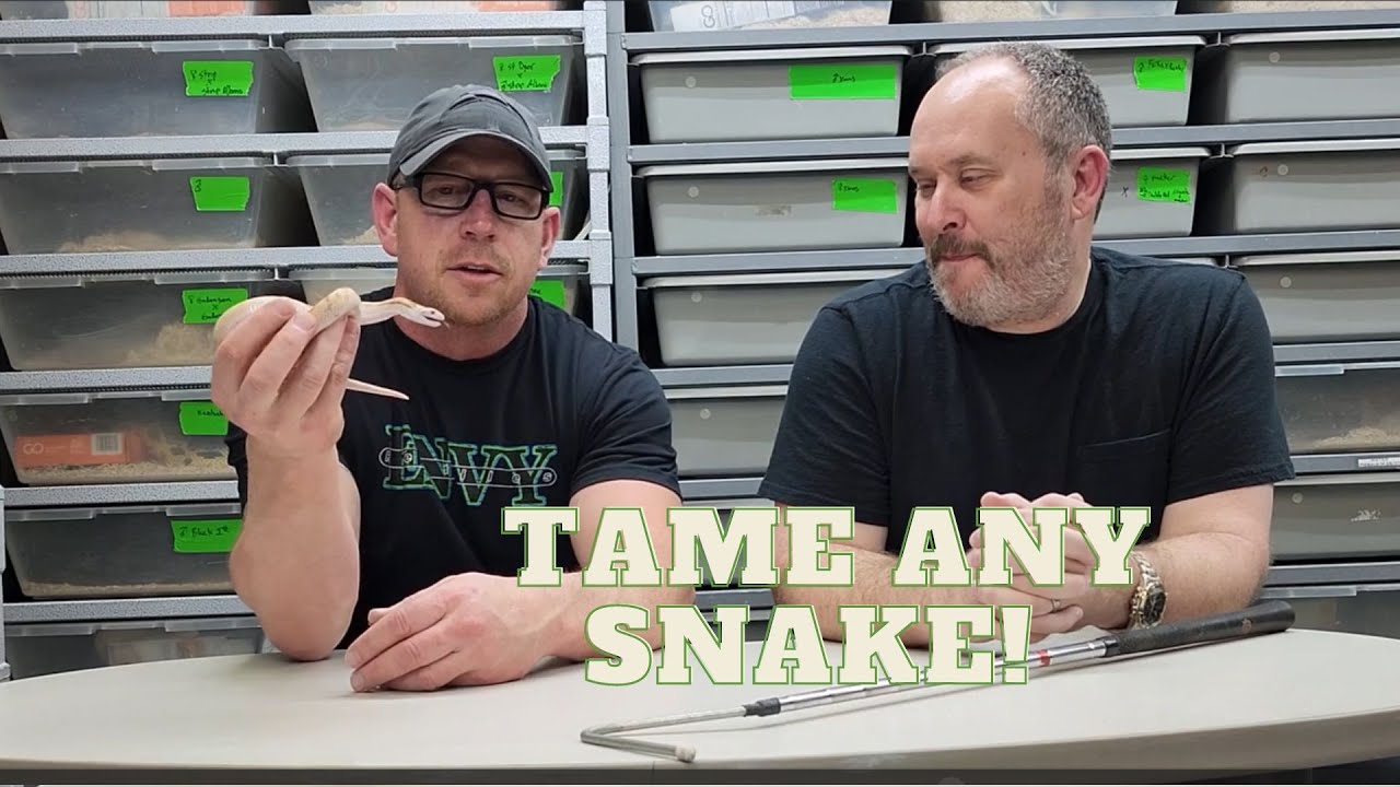 Can any snake be tamed? YES! We show you how.  #snakes #reptiles #snake