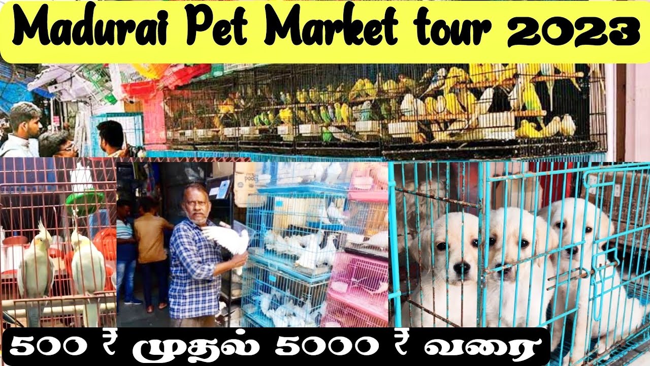 Madurai Pet Market tour 2023 | Animals Lover 👌👌 Shen Vlogs 