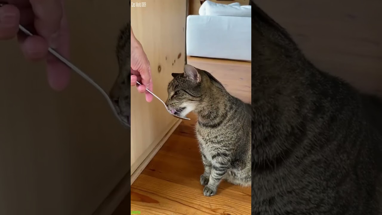 Funny Cat 😹 kitten meowing call 🥰 # Episode 1710