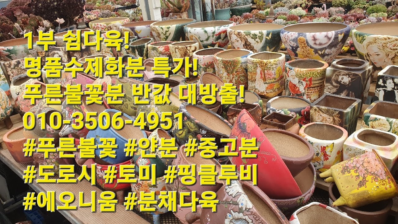 1부 쉼다육! 명품수제화분 특가!푸른불꽃분 반값 대방출!010-3506-4951 #푸른불꽃 #얀분 #중고분 #도로시 #토미 #핑클루비 #에오니움 #분채다육