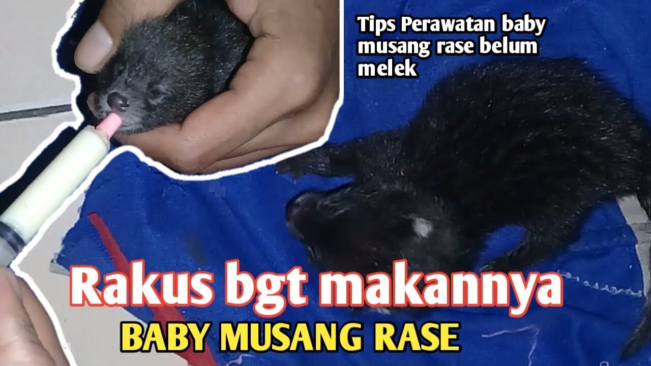 Tips Cara Merawat Baby Musang Rase Belum Melek Dengan Benar