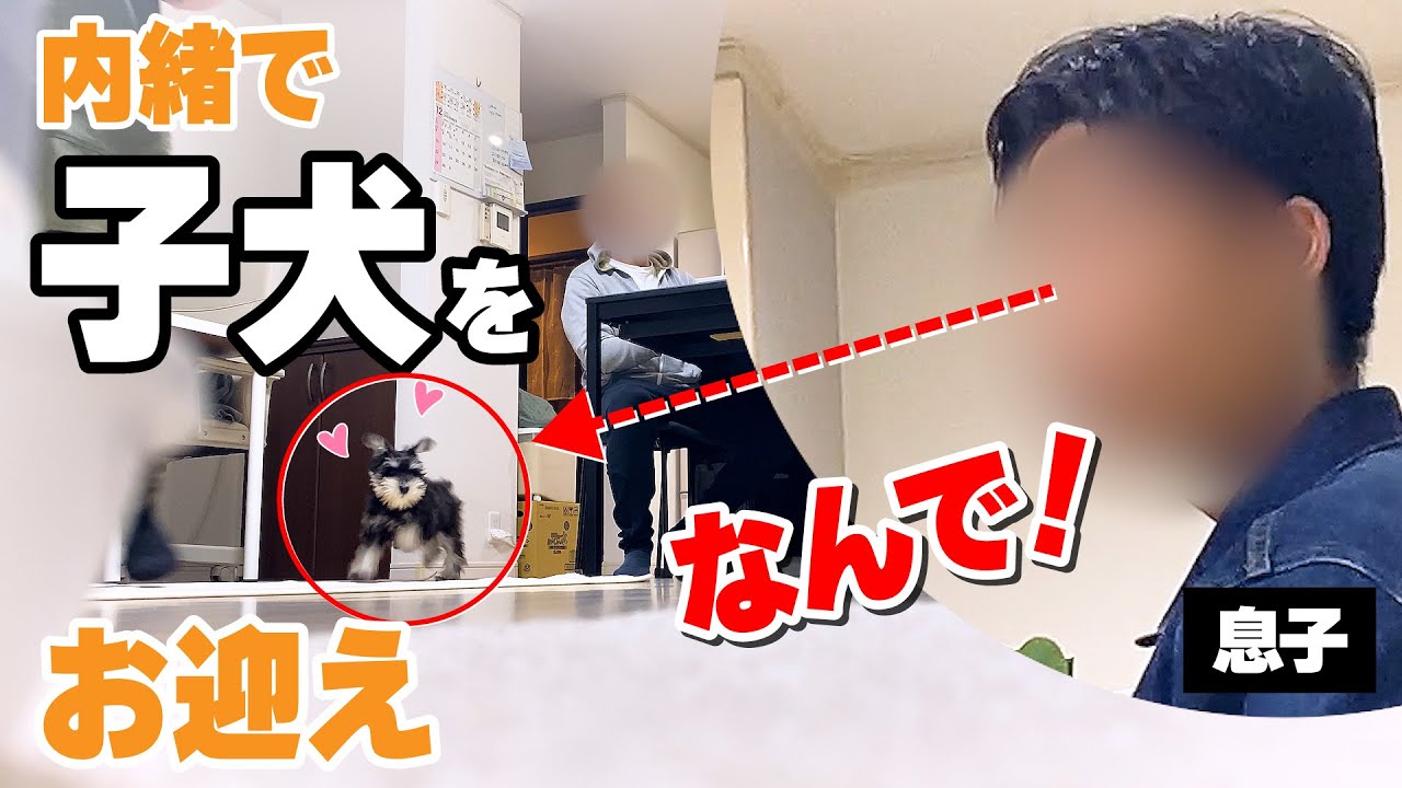 何も知らない息子の前に【子犬】が現れたら❗️❗️お迎え当日🐶