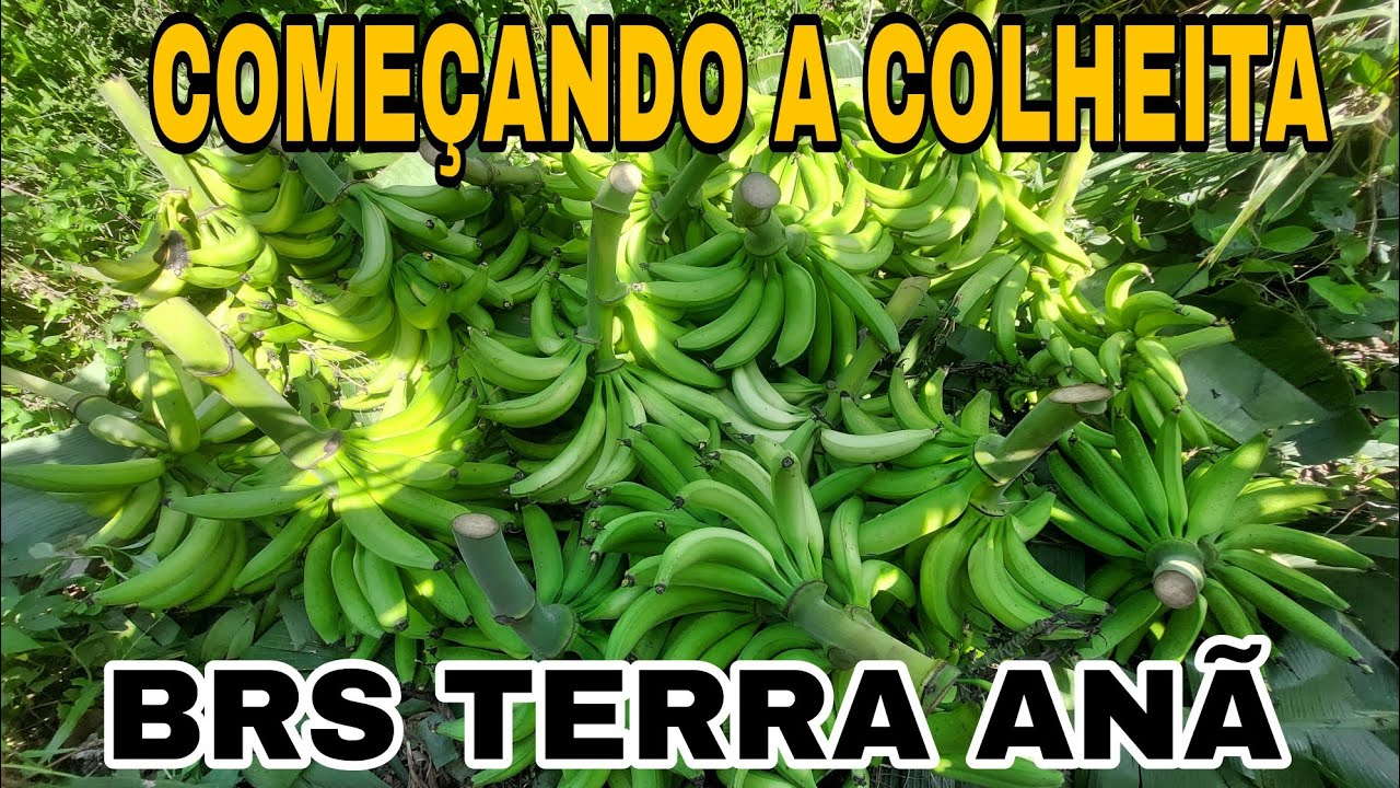 colheita banana brs terra anã