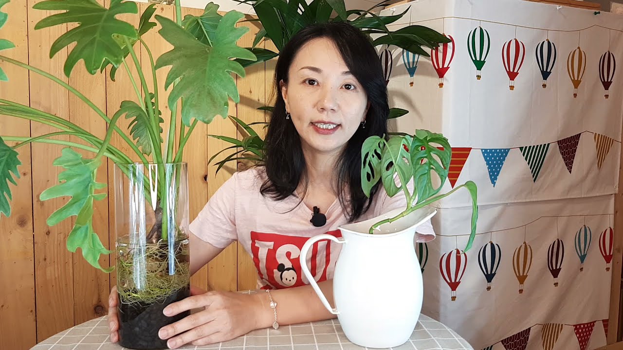 植物土耕轉水耕的馴化介紹