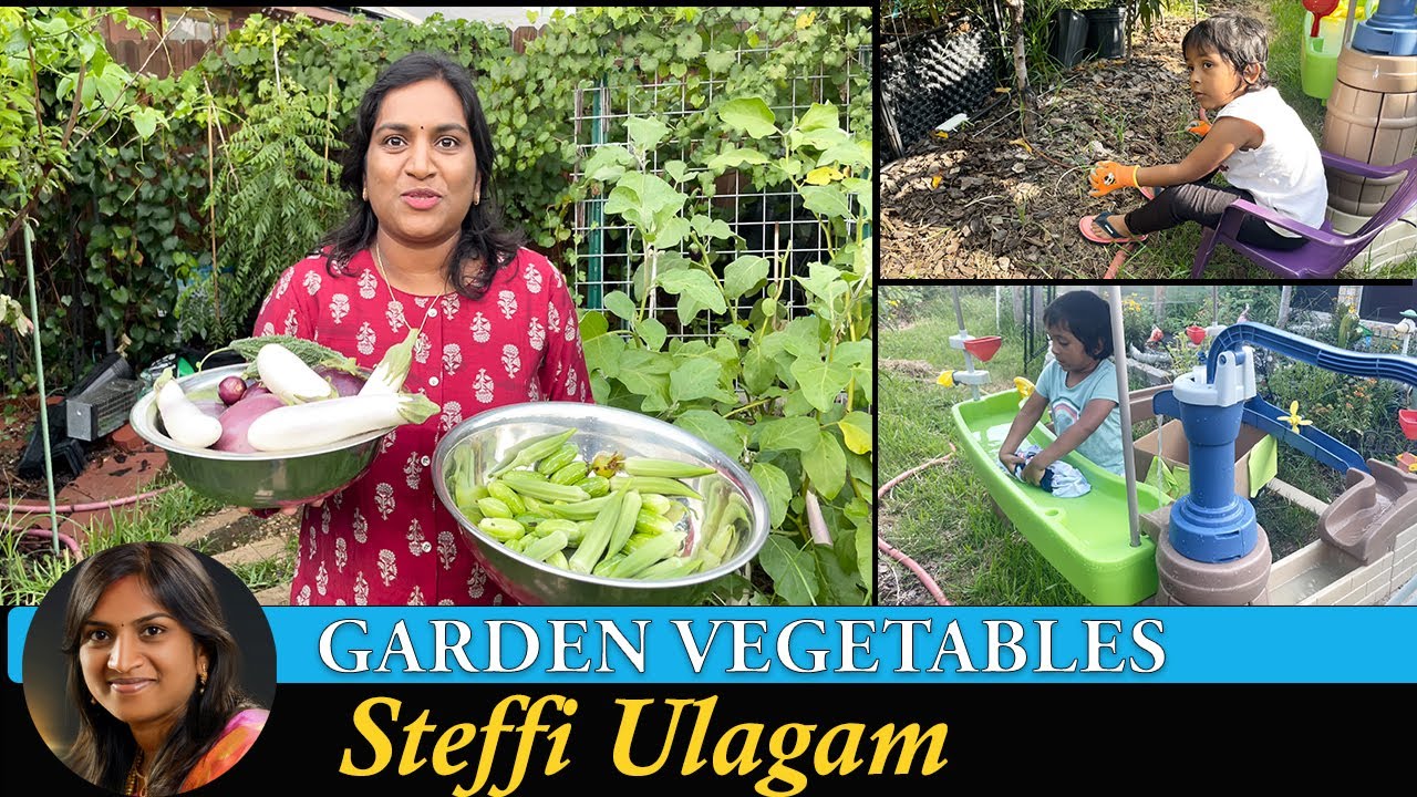 Garden Vegetables Steffi Ulagam | Harvesting Vegetgables from Home Garden in Tamil