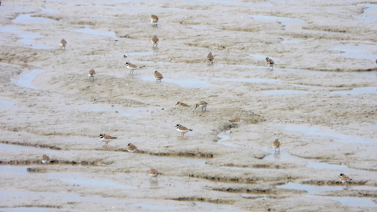 Peterstone Gout Ebbing Tide   4K