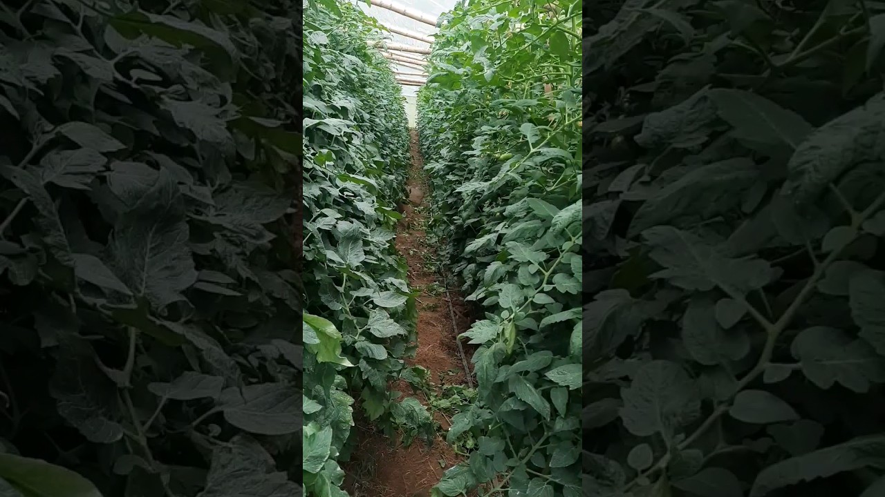 🍅 tomate con 70 dias de sembrado