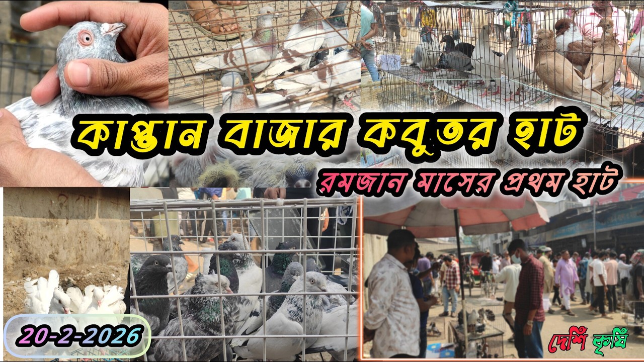 কাপ্তান বাজার কবুতরের হাট 20-2-2026, Kaptanbazar kobutor hat, #kaptan_bazar_kobutor_hat #kabutar