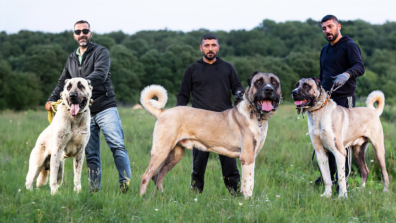 YALOVA'NIN 'SEFİR'İ KARAPINAR SARISI ÇOBAN KÖPEKLERİ!