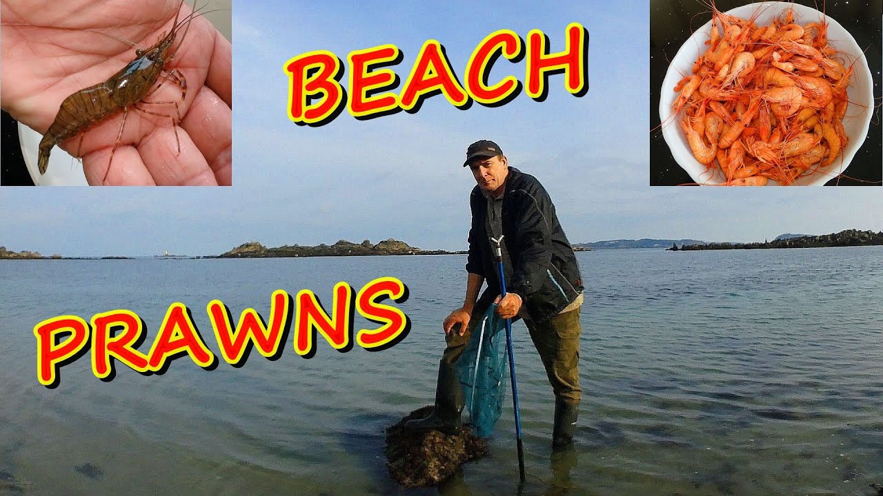 Prawns From The Beach With A Shrimp Net On An Extreme Low Tide
