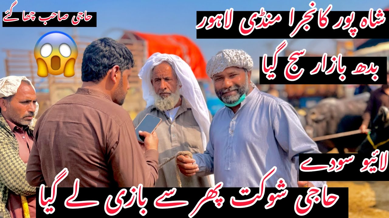 حاجی شوکت چھا گیا منڈی میں live سودے ریکارڈ بھینسیں 