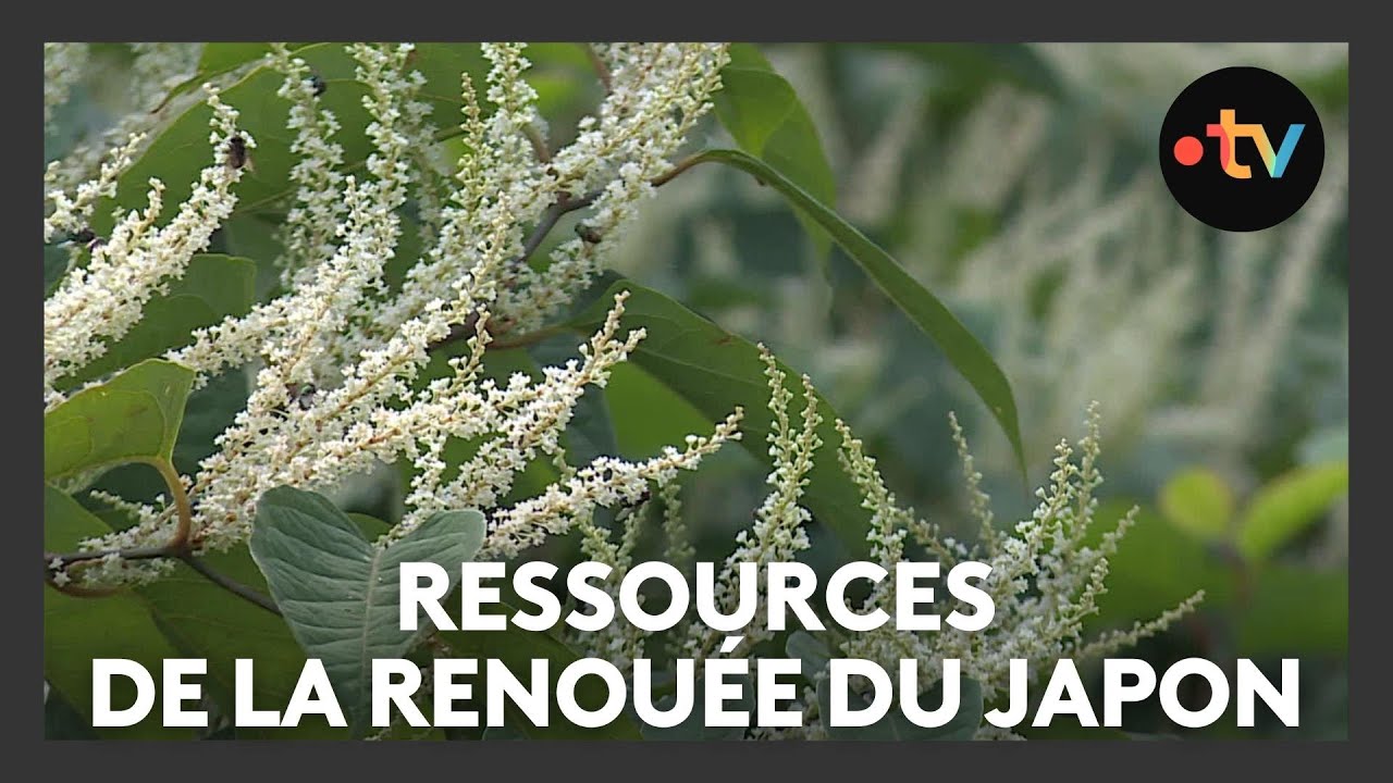 Ces herbes pas si mauvaises : les ressources de la Renouée du Japon
