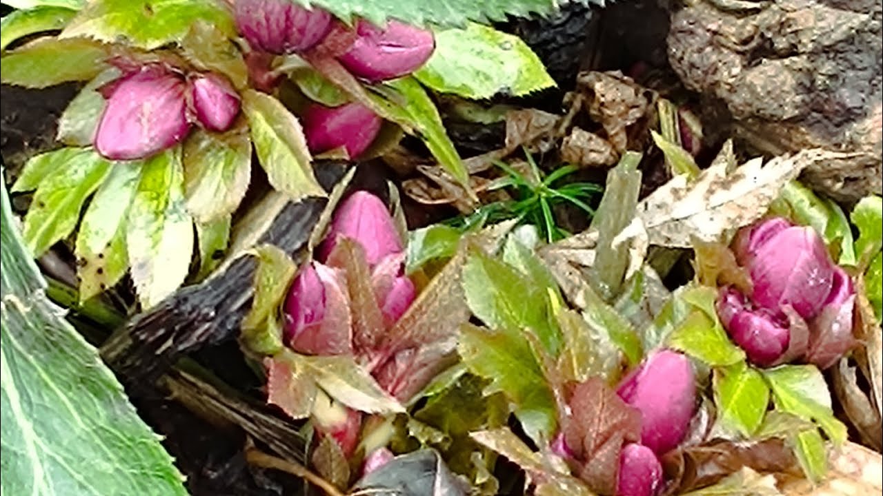 Вилазять квіти, вийшла в сад стригти рослини. Лютий 2026