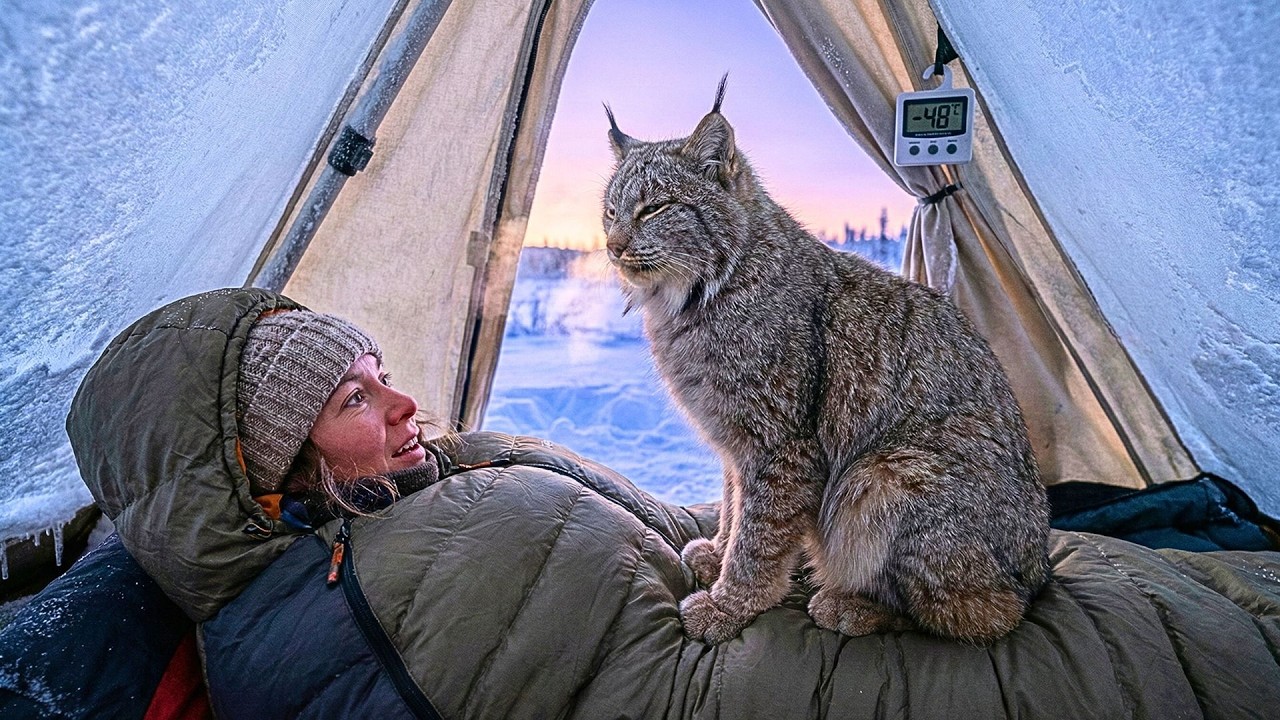 She Woke Up to a Canadian Lynx Sitting on Her Chest at -48°C... It Purred Like a Kitten 😼
