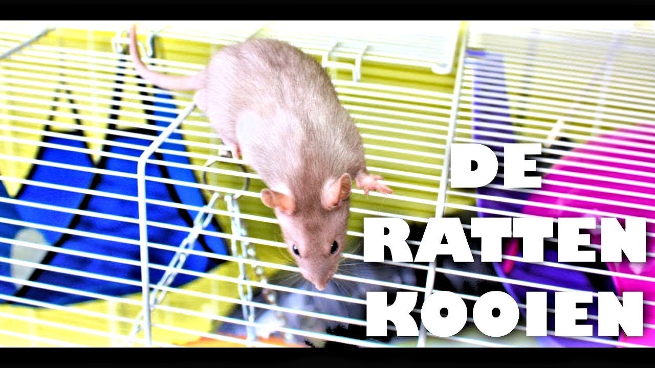 RATTENKOOI | ZO WONEN DE RATJES ♥