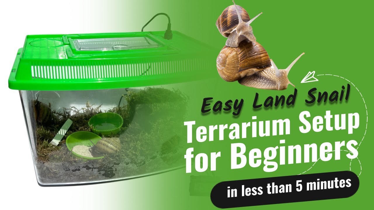 Easy Land Snail Terrarium Setup for Beginners: Creating a Miniature Paradise in less than 5 minutes
