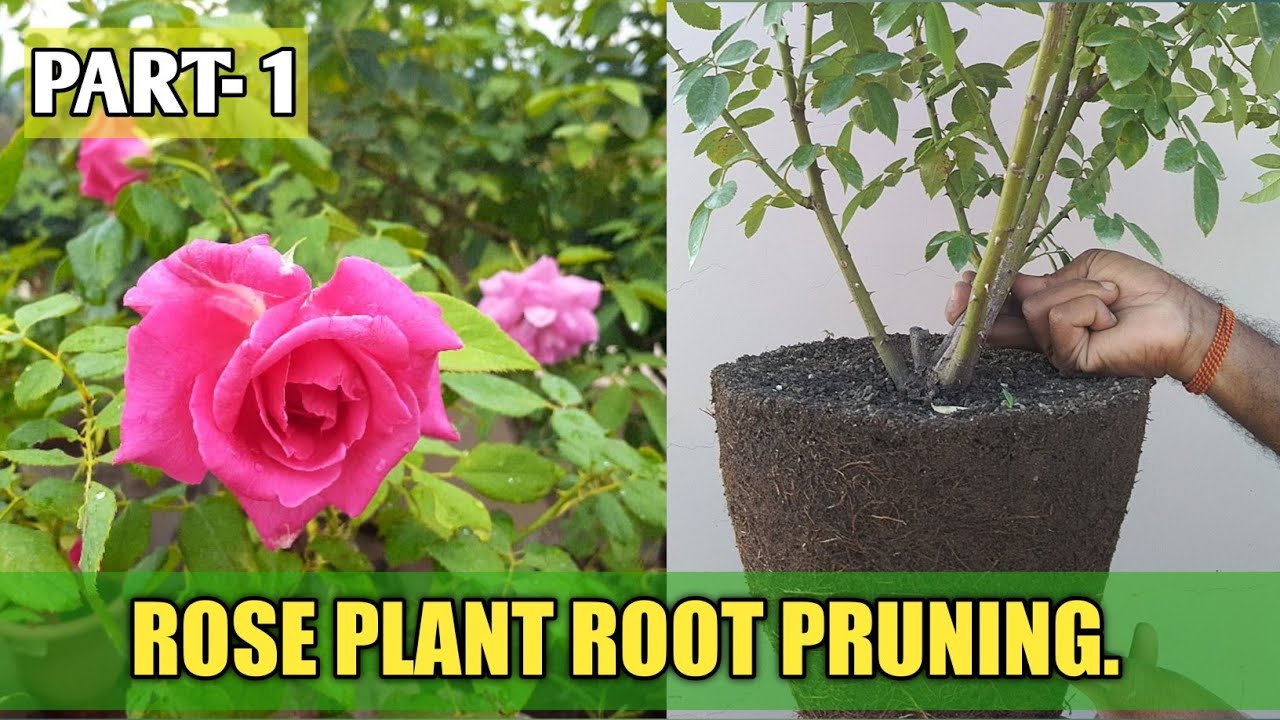 Rose Pruning || How to Prune Rose flower plant || Root Pruning of rose plant ||
